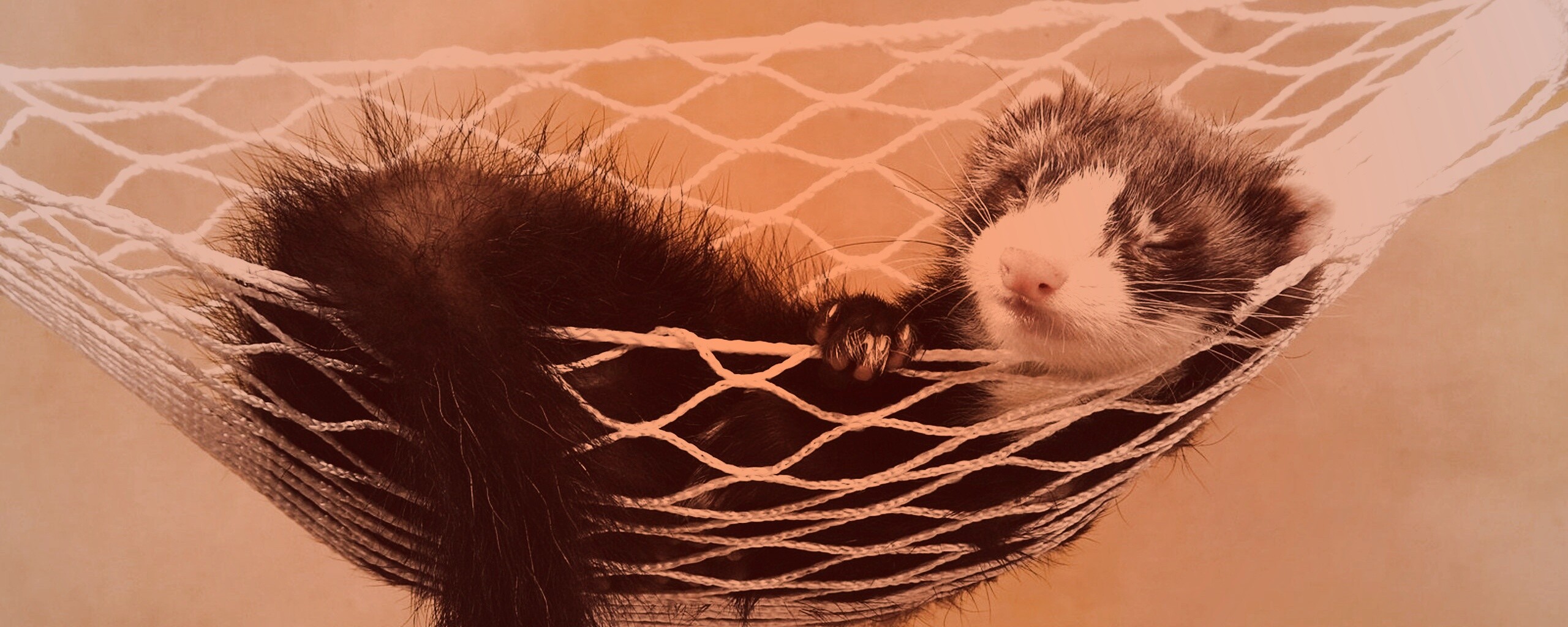 Хорек в гамаке обои