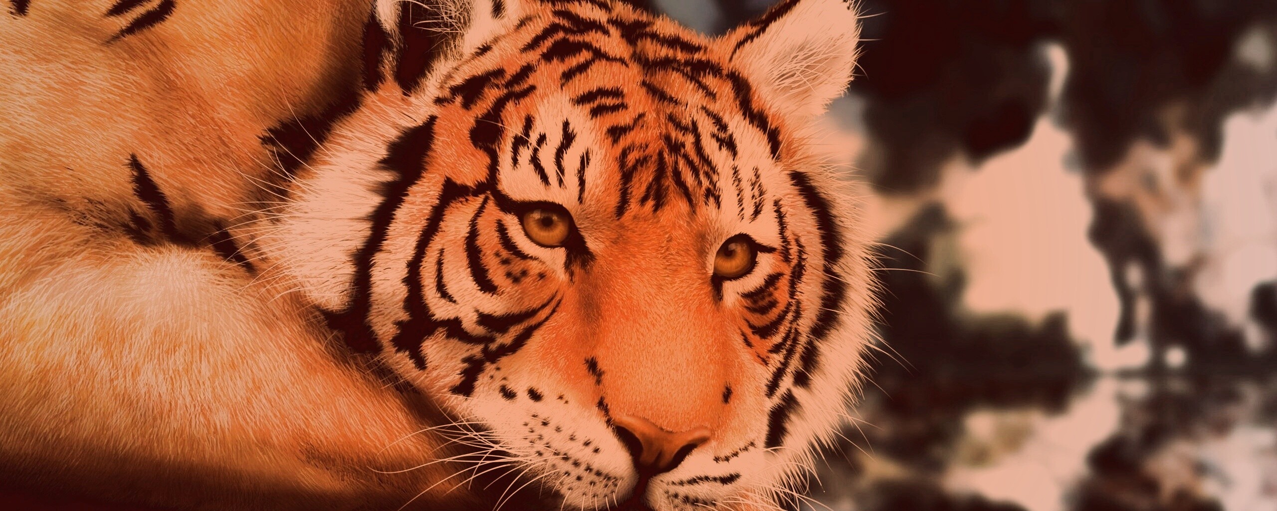 Грустный тигра обои