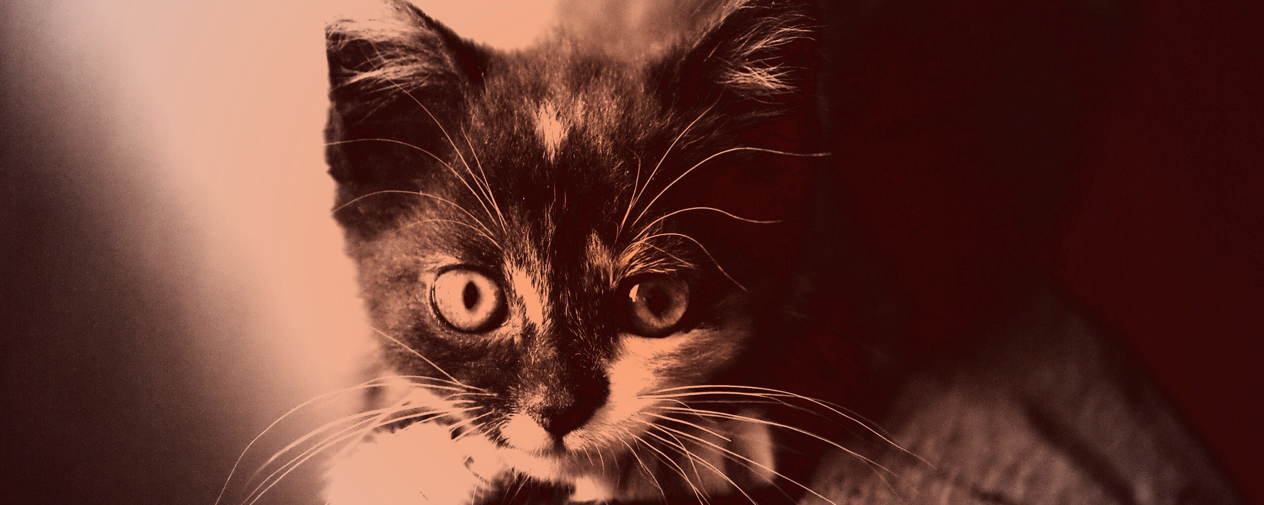 Котёнок обои