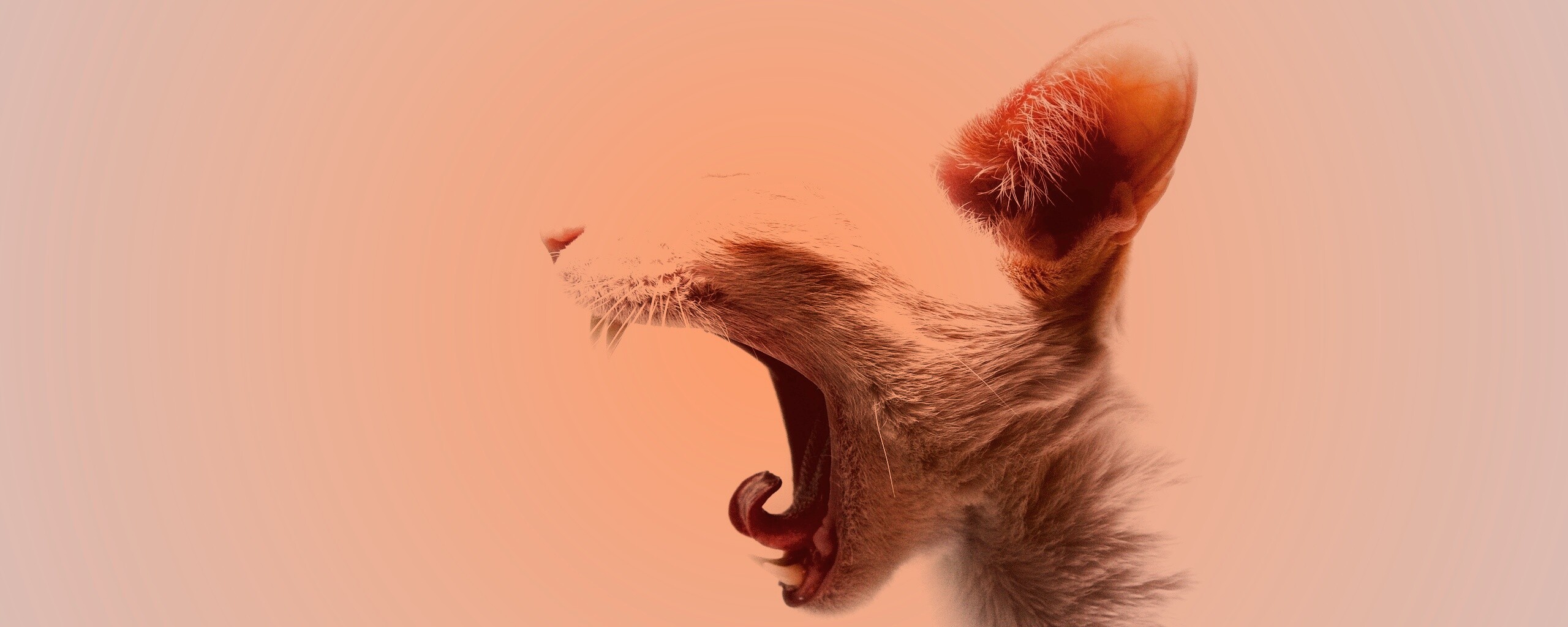 Кошака-зевака обои