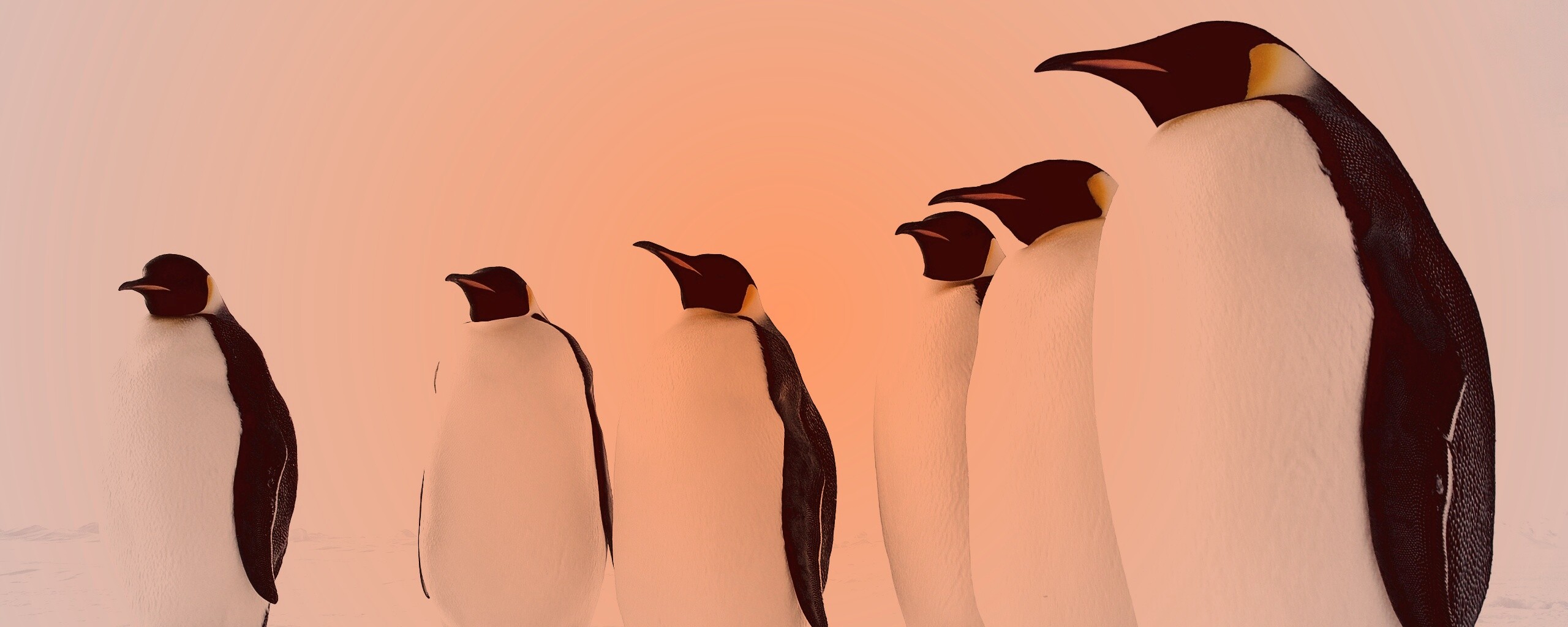 Слет пингвинов обои