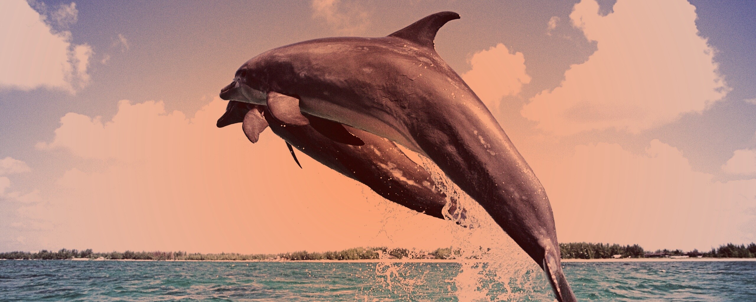 Дельфины обои