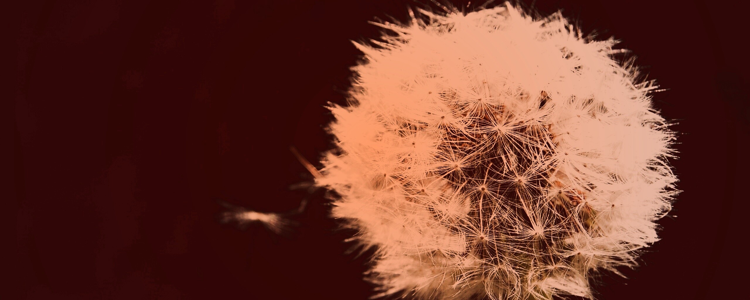 Одуванчик обои