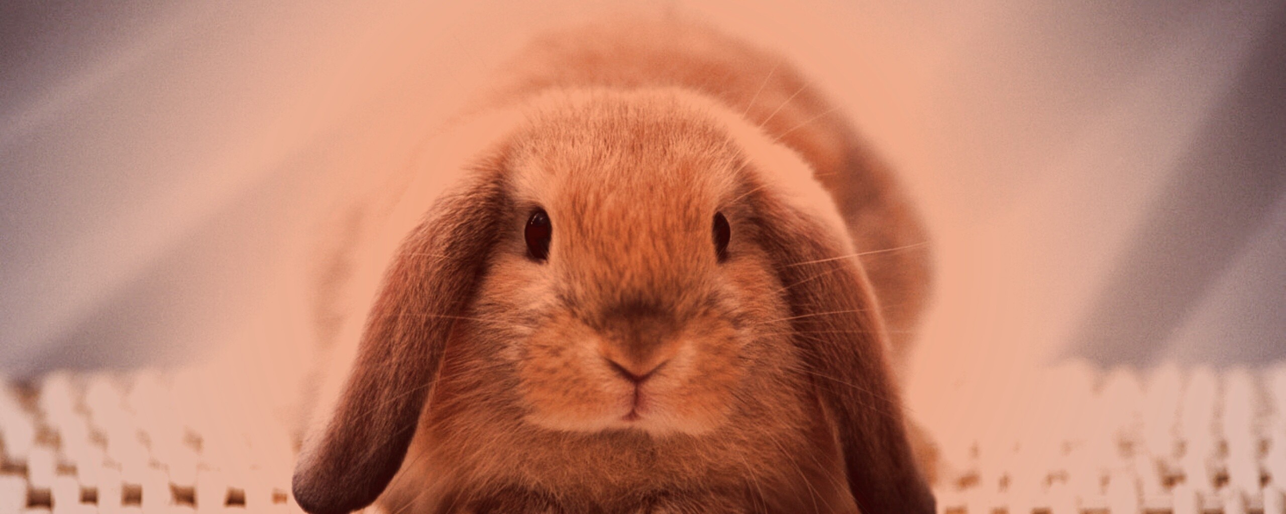 Кроличек обои