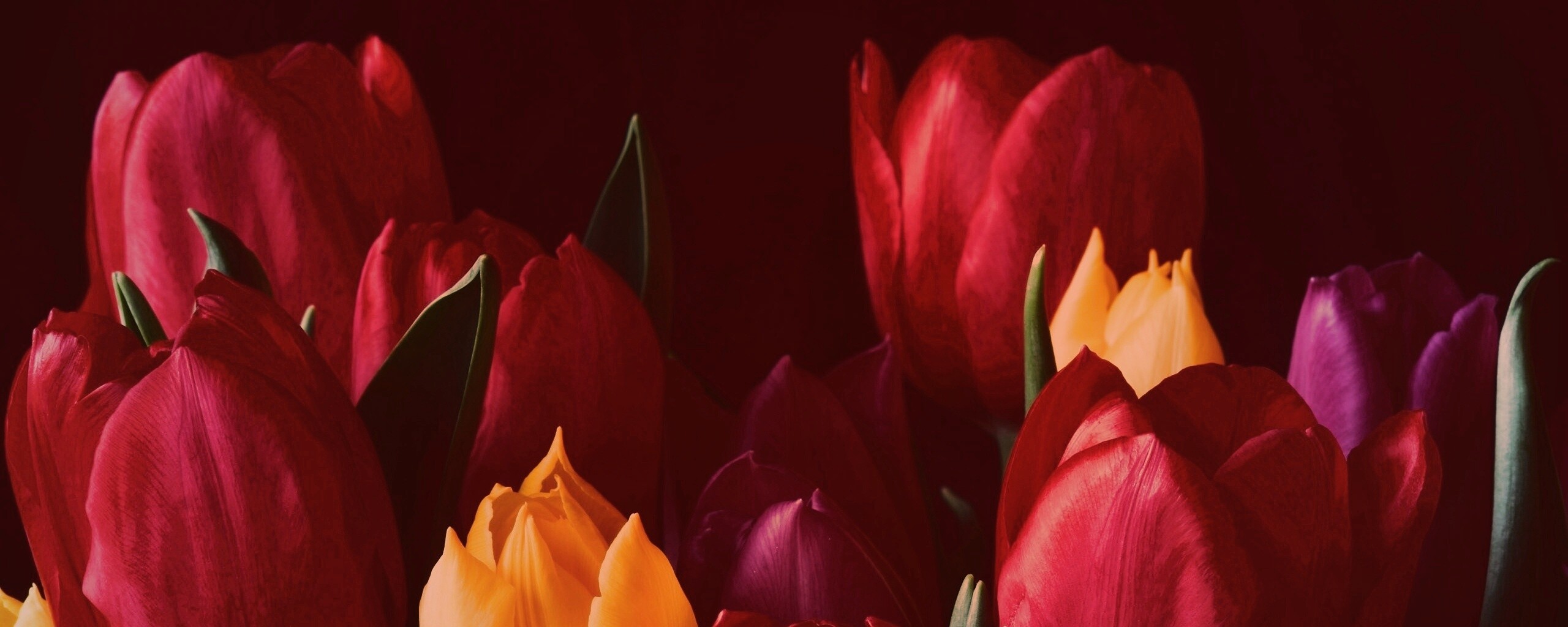 Тюльпаны обои