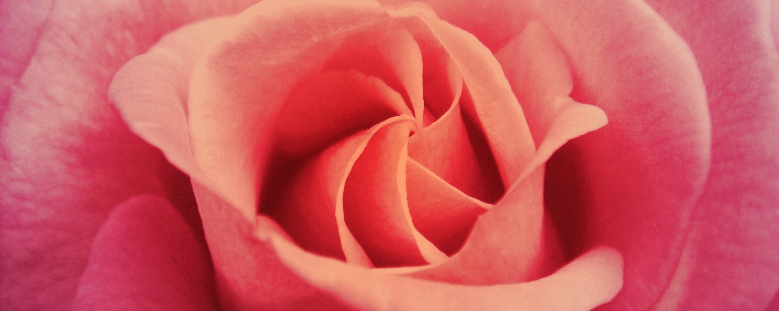 Идеальная роза обои