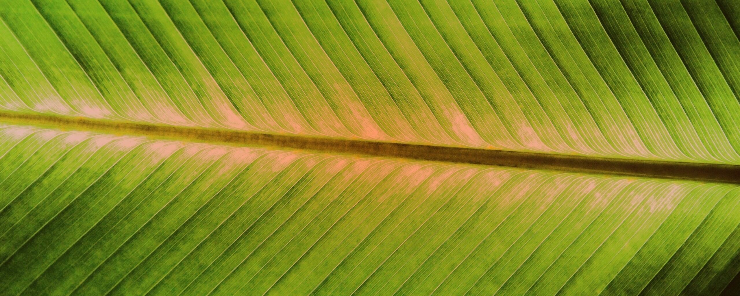 Пальмовый лист на солнце обои
