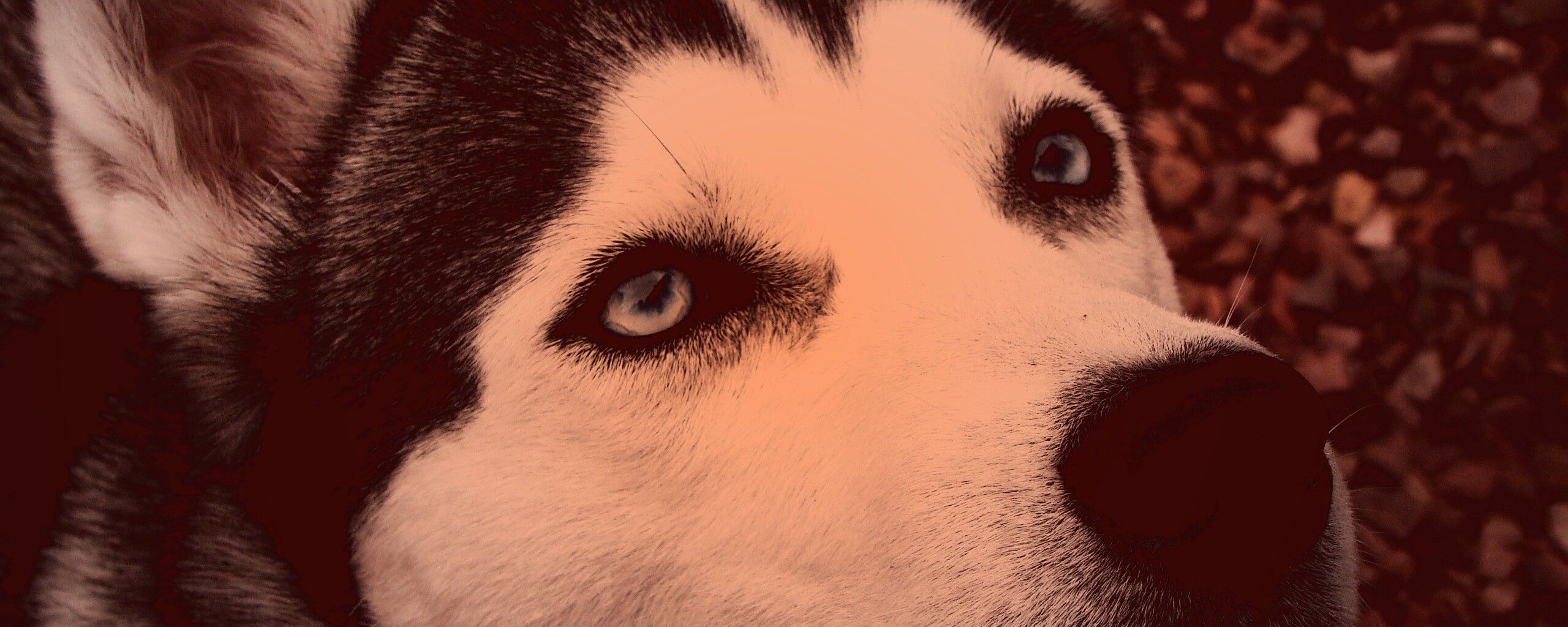 Собака хаски обои