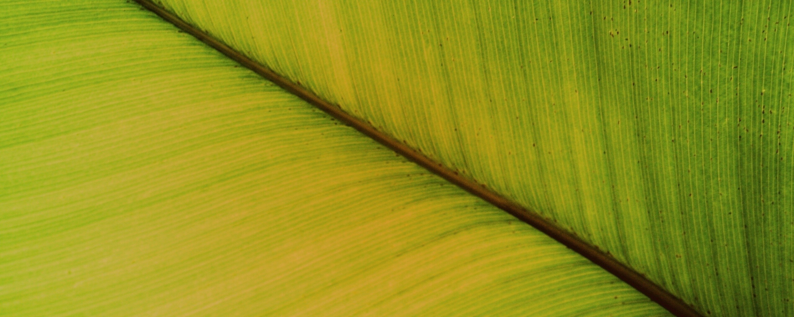 Зеленый лист обои