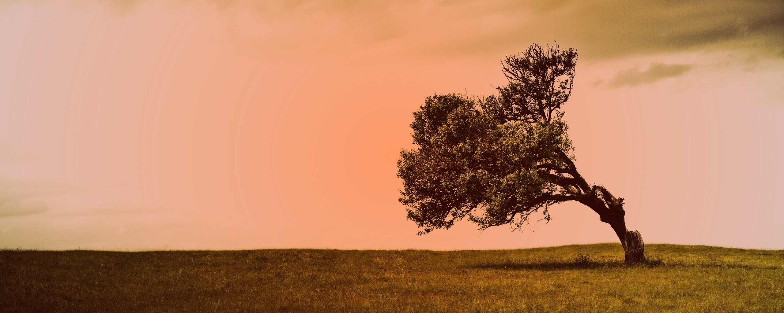 Склоненное дерево обои