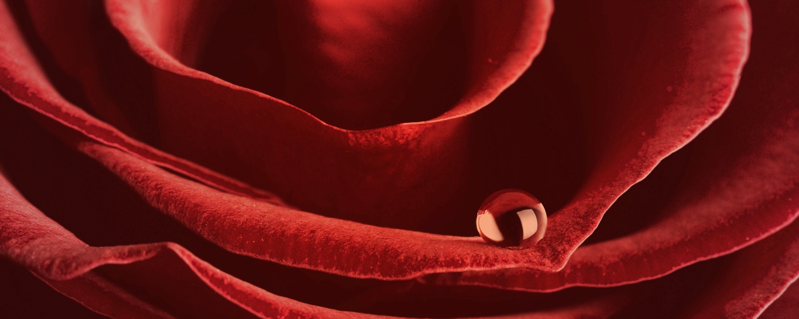 Капля воды на лепестке розы обои