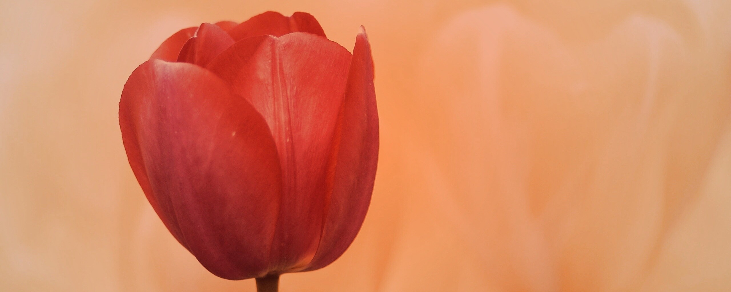 Красный тюльпан обои