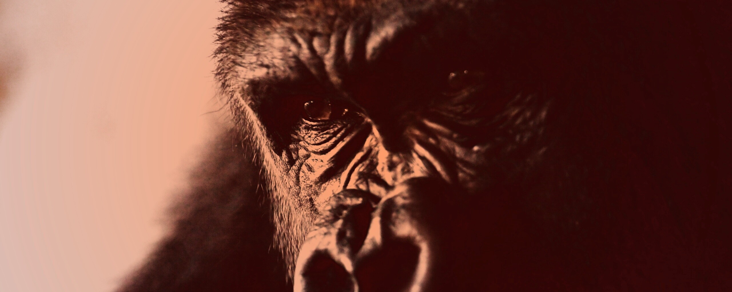 Фото орангутанга обои