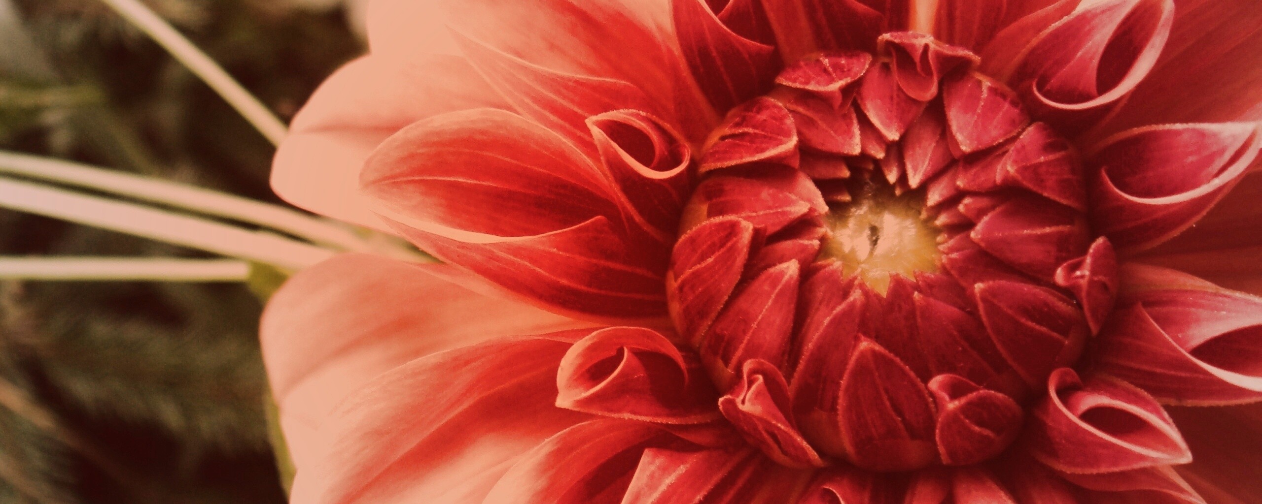 Аленький цветочек обои