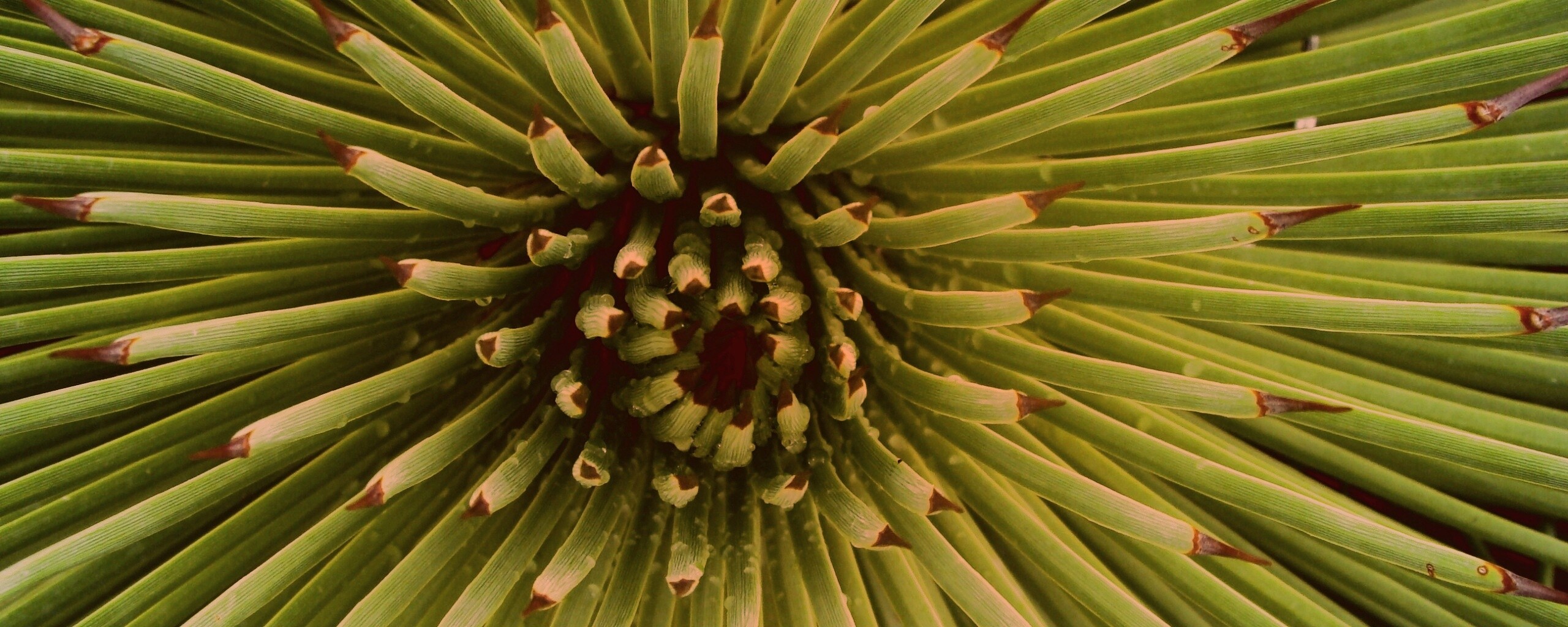 Хищный цветок обои