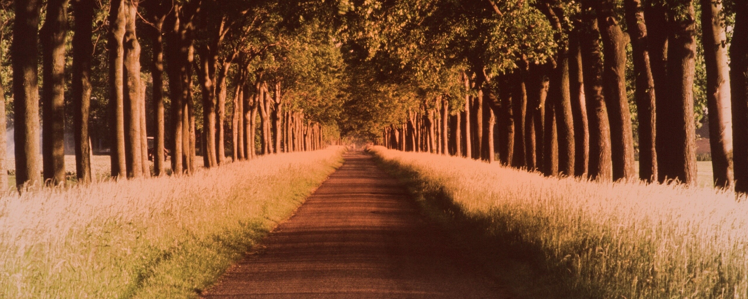 Живописная аллея обои