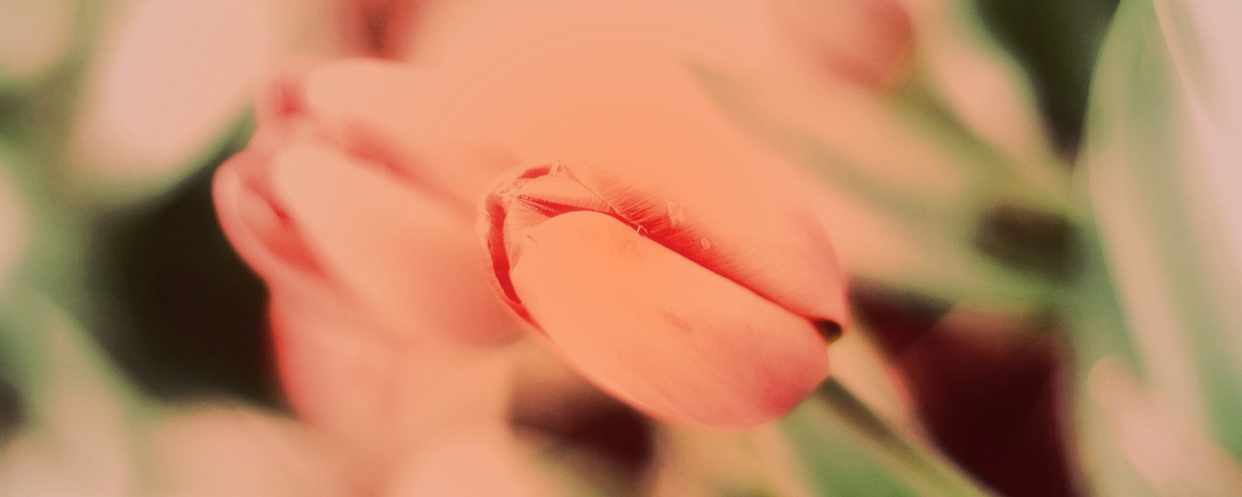 Красивый тюльпан обои