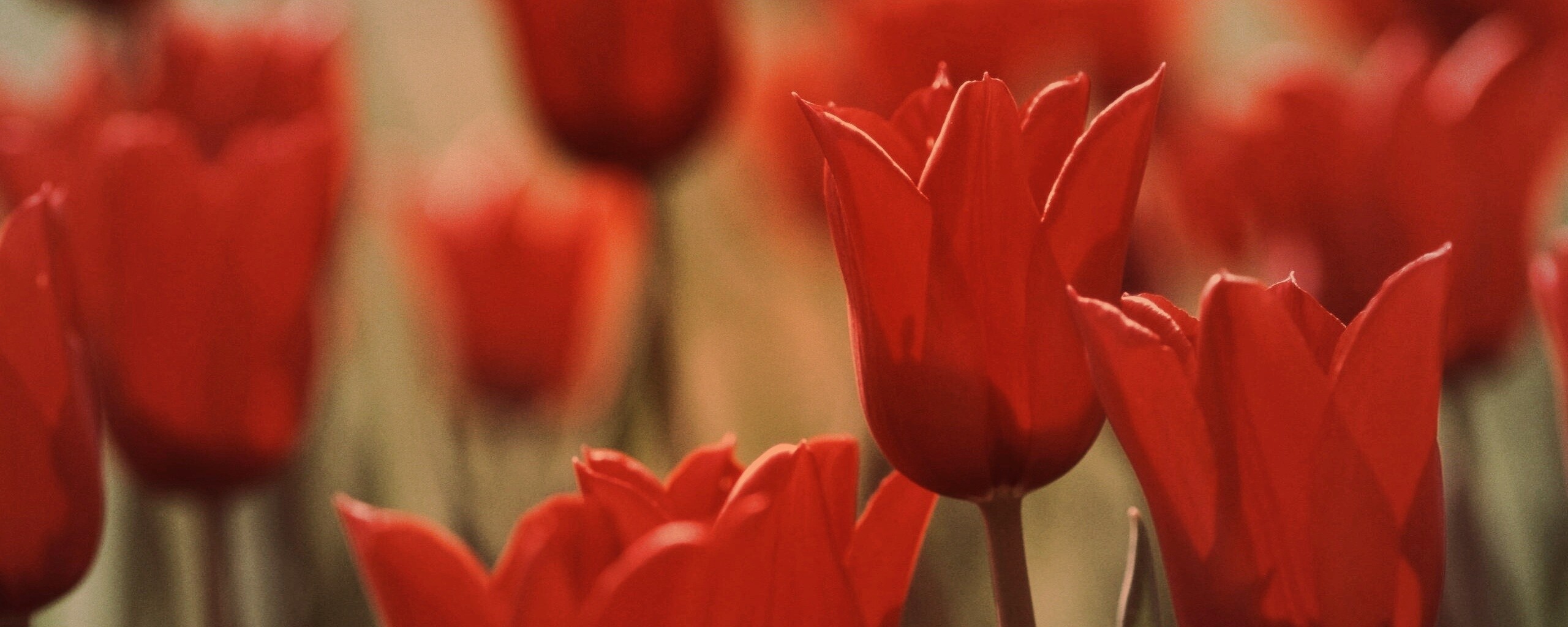 Красные цветы обои