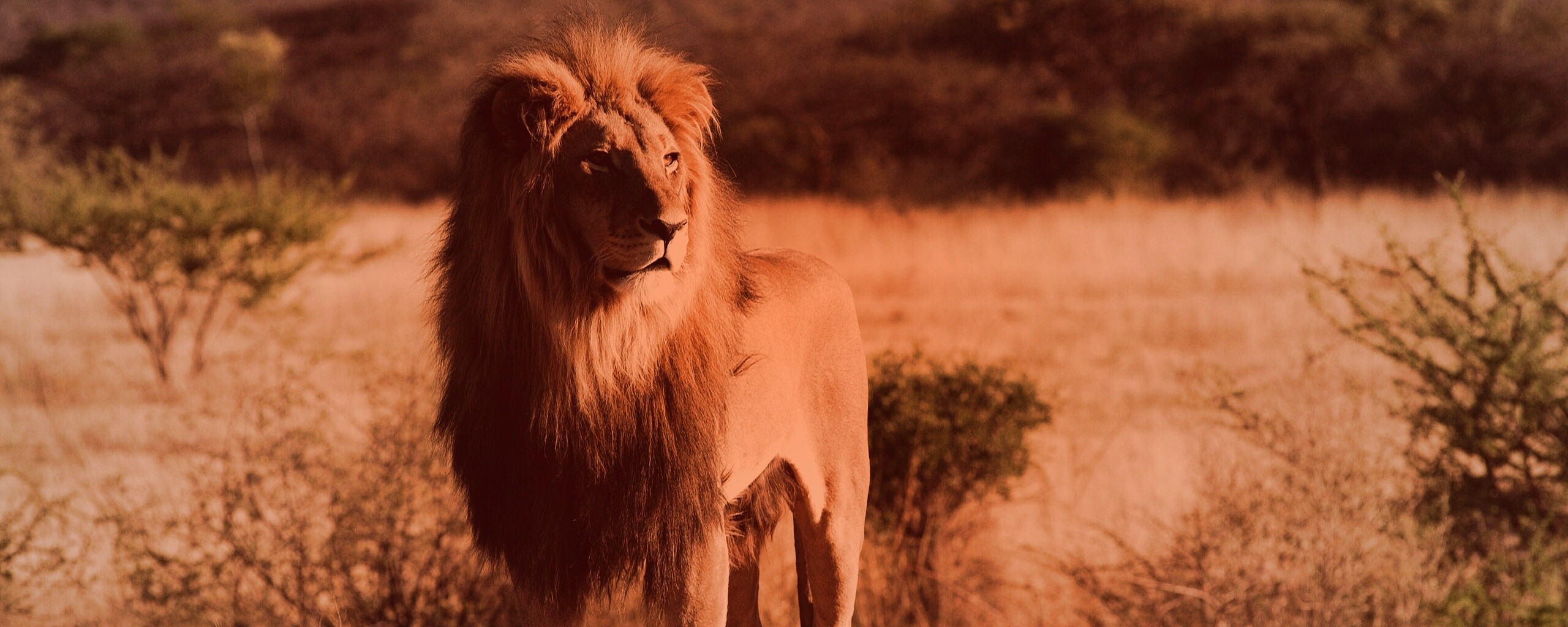 Царь зверей обои
