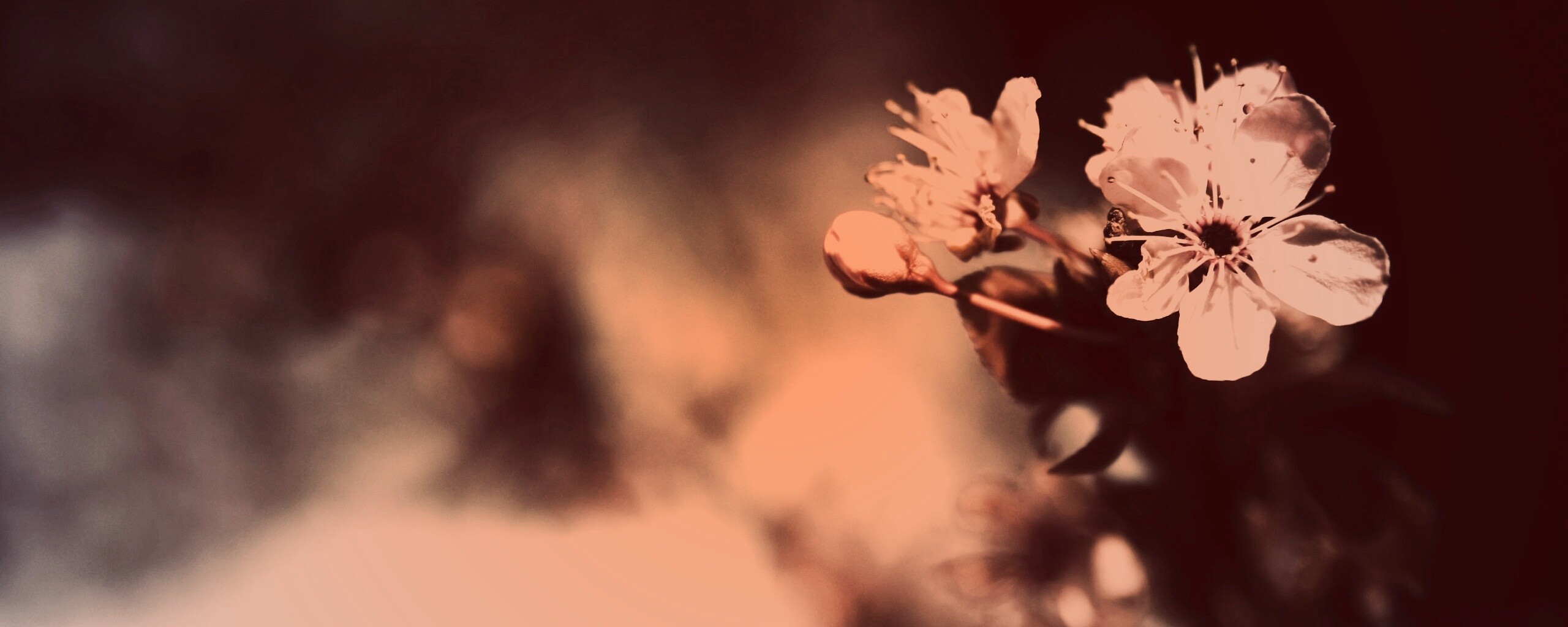 Цветок вишни обои