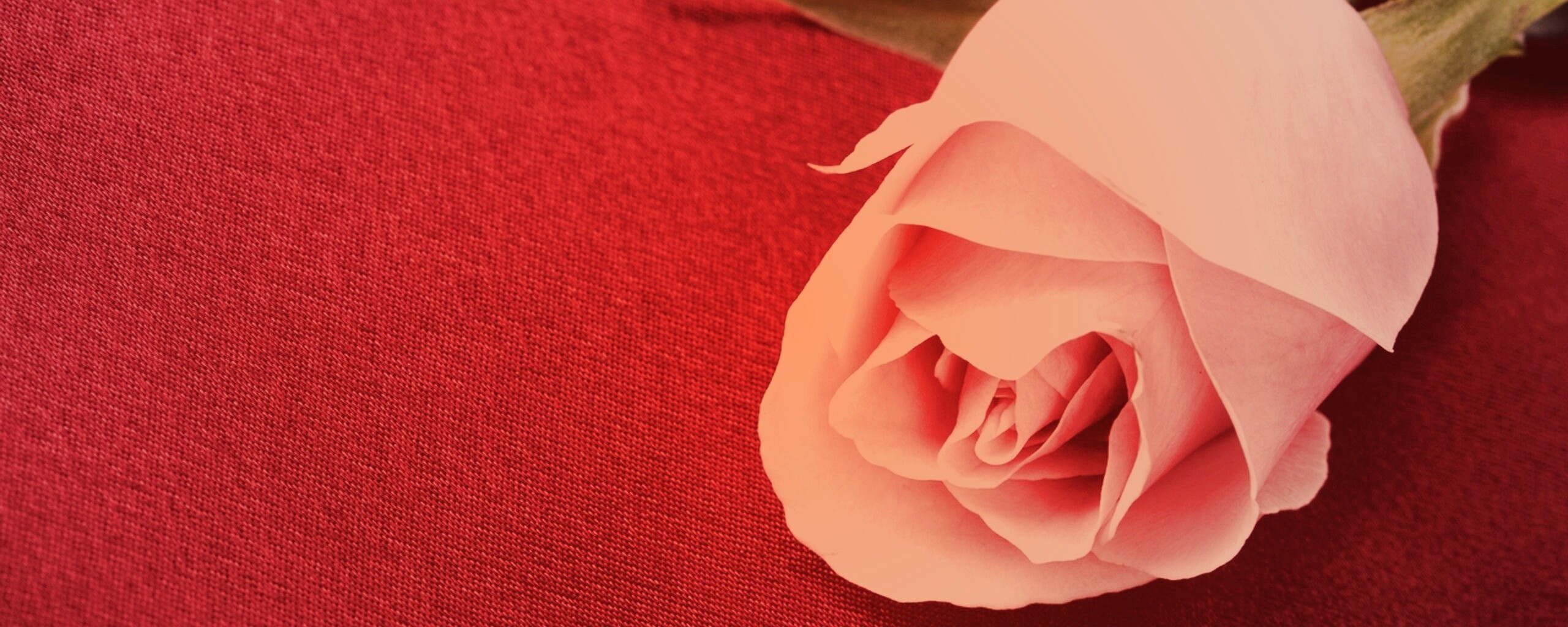 Розовая роза обои