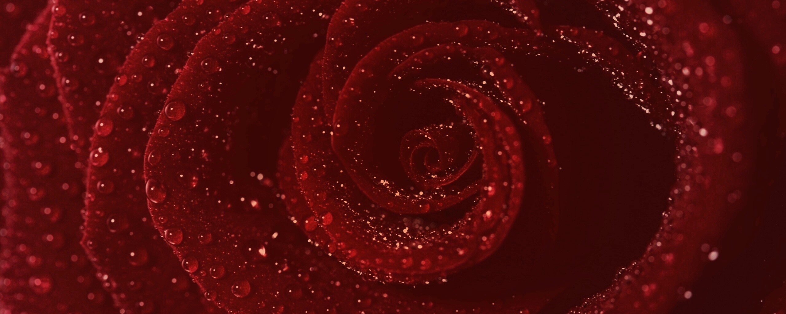 Красная роза обои