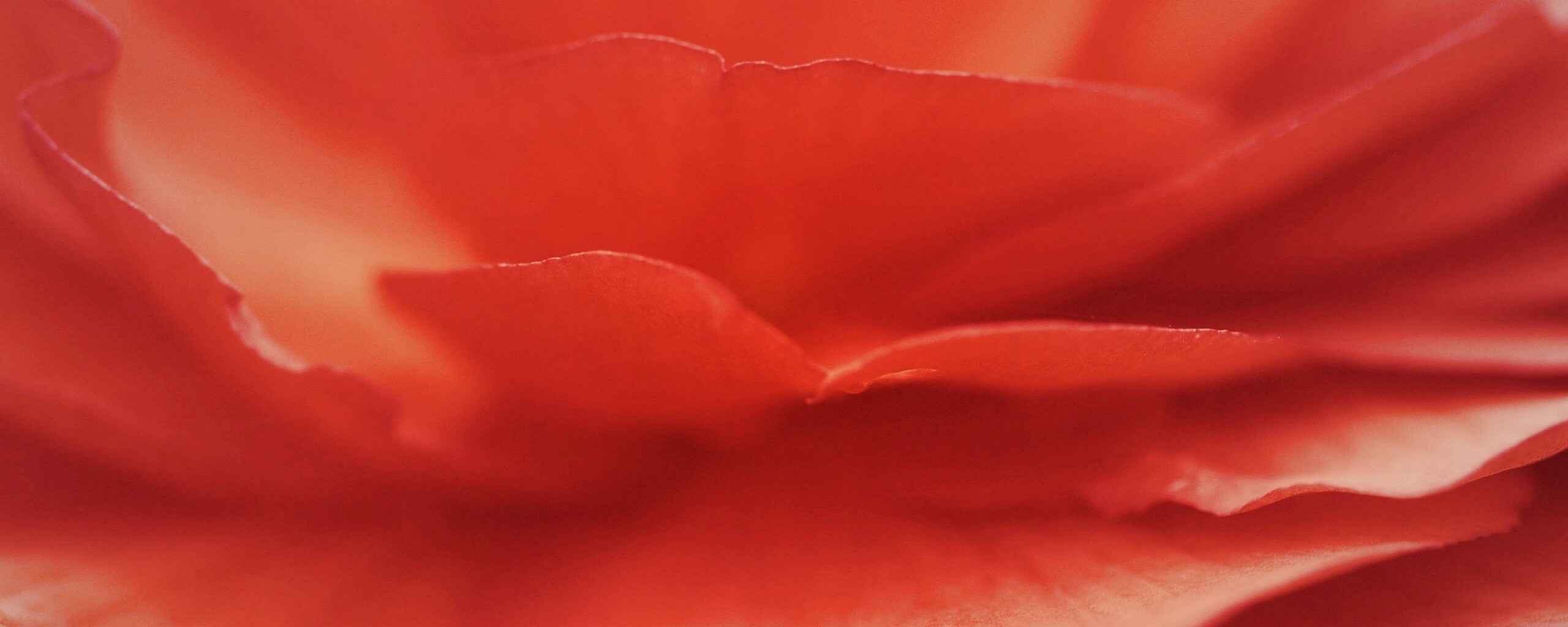 Лепестки красного цветка обои