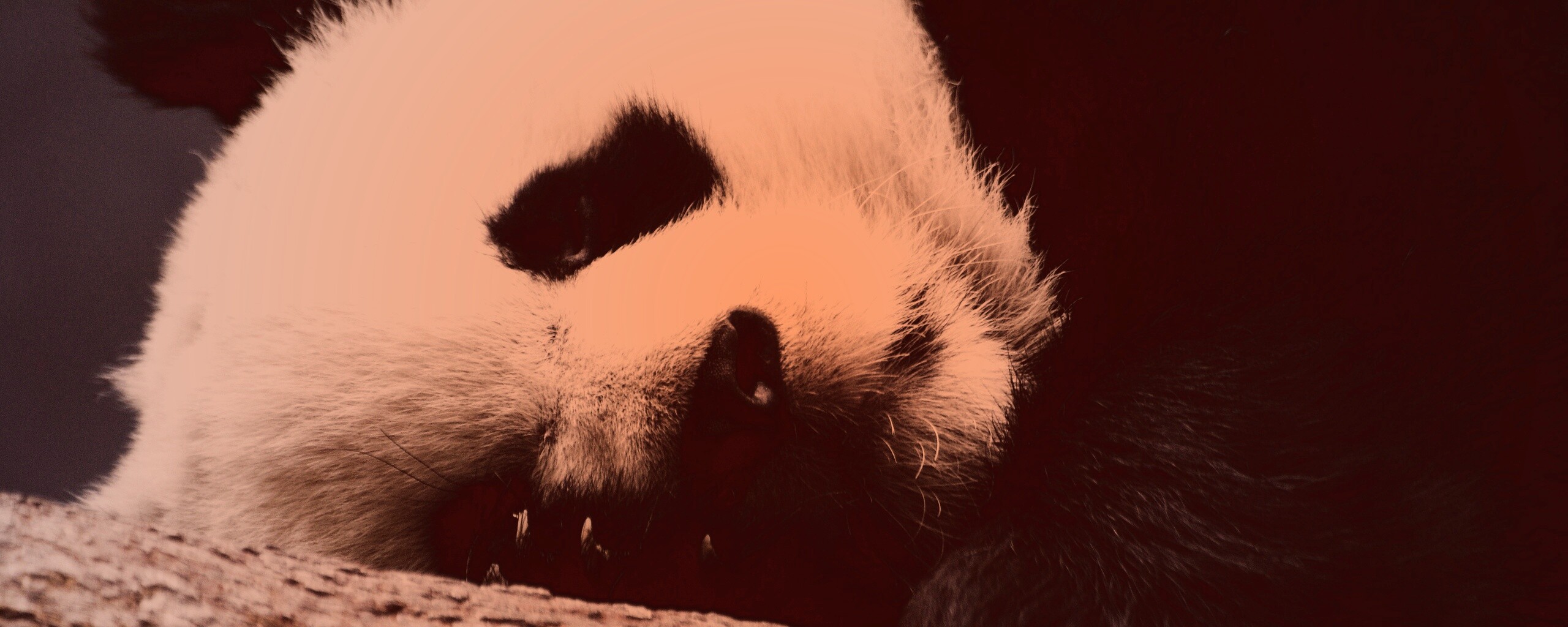 Панда на ветви обои