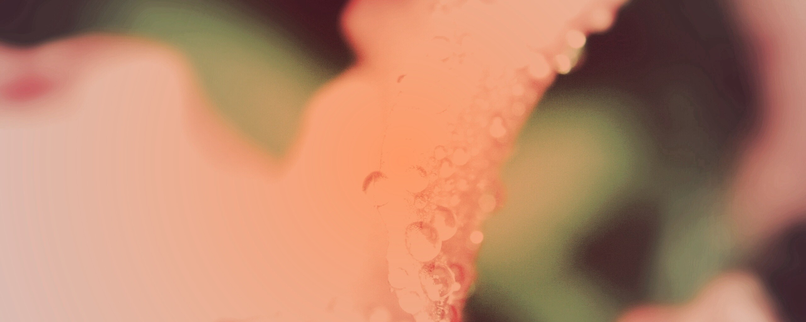 Капли росы на лепестке обои