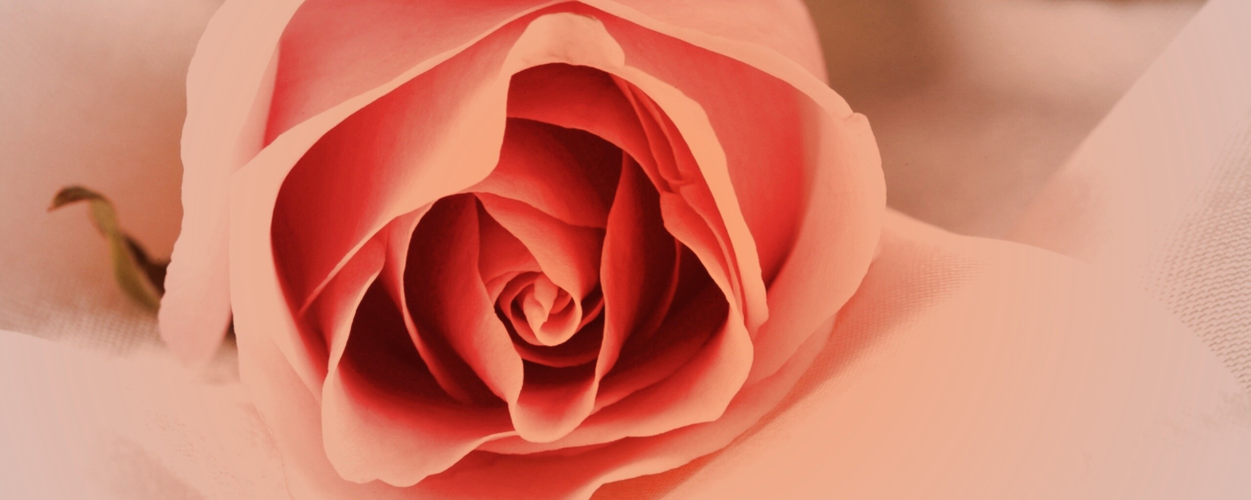 Нежная роза обои