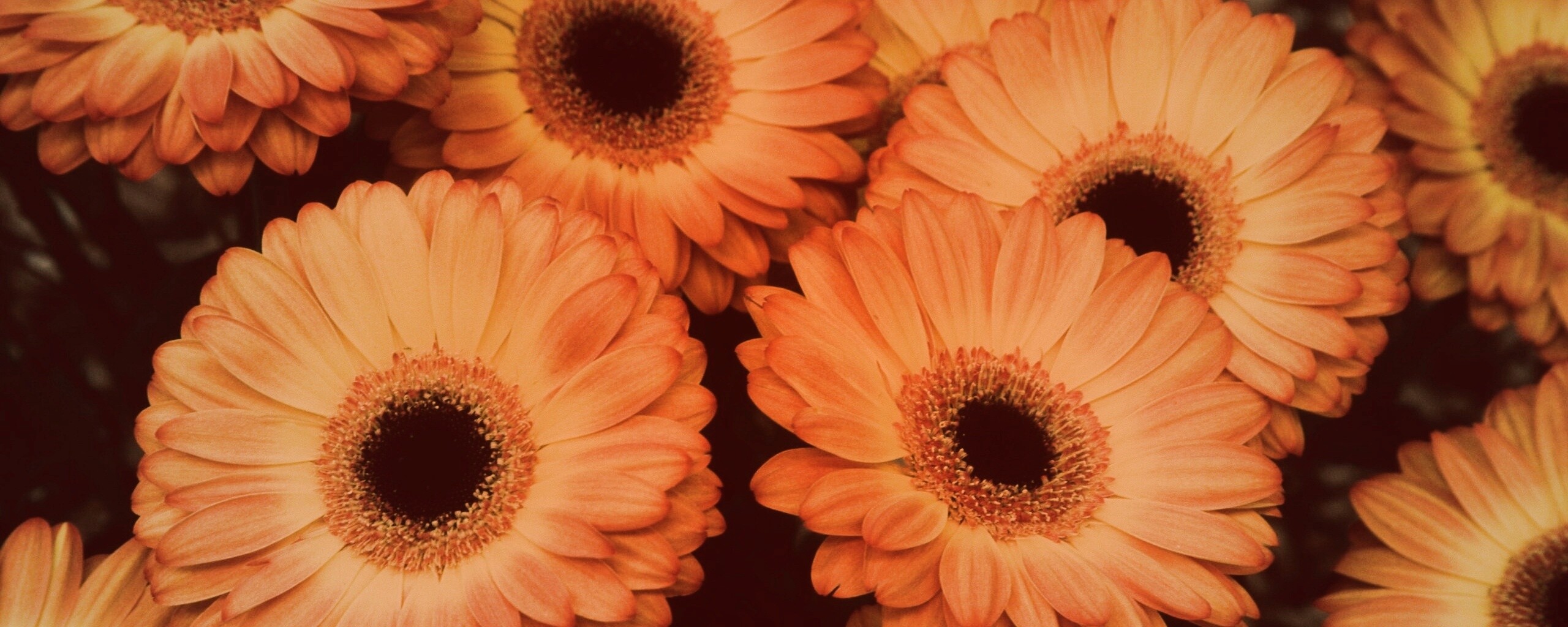 Желтые герберы обои