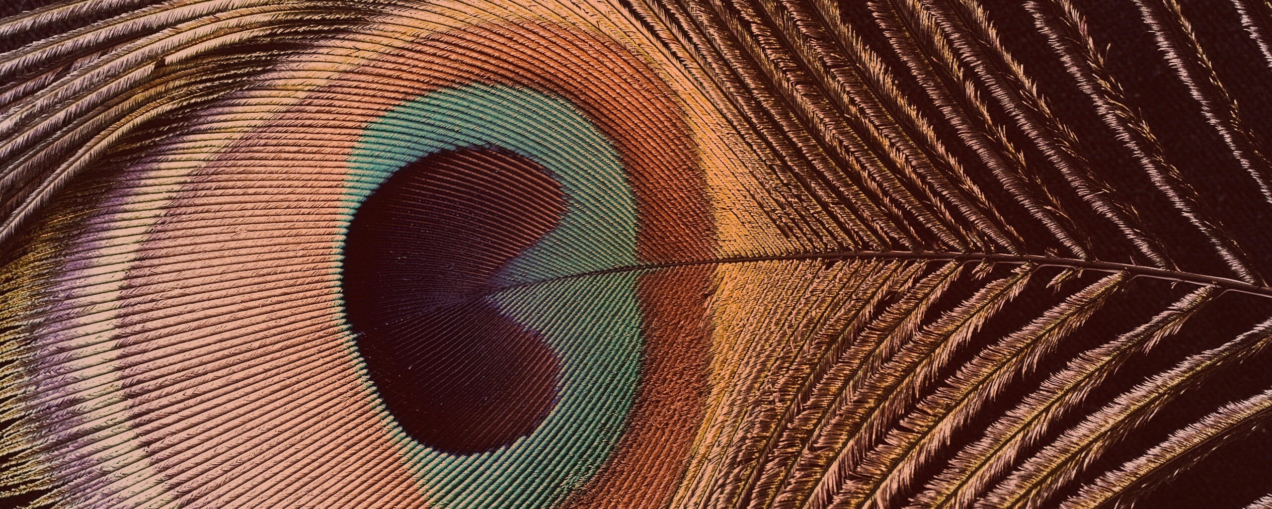 Перо павлина обои