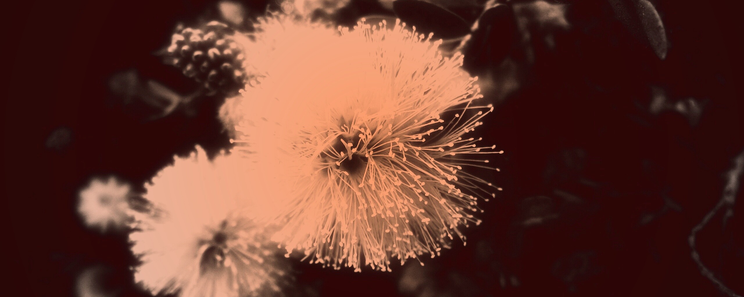 Сказочный цветок обои