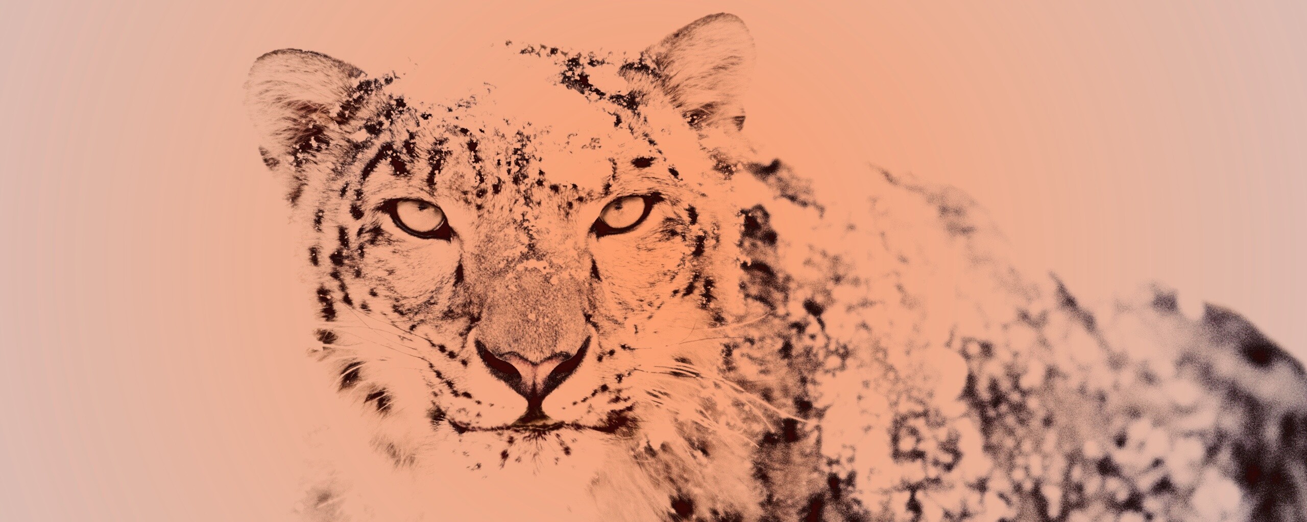 Снежный леопард обои