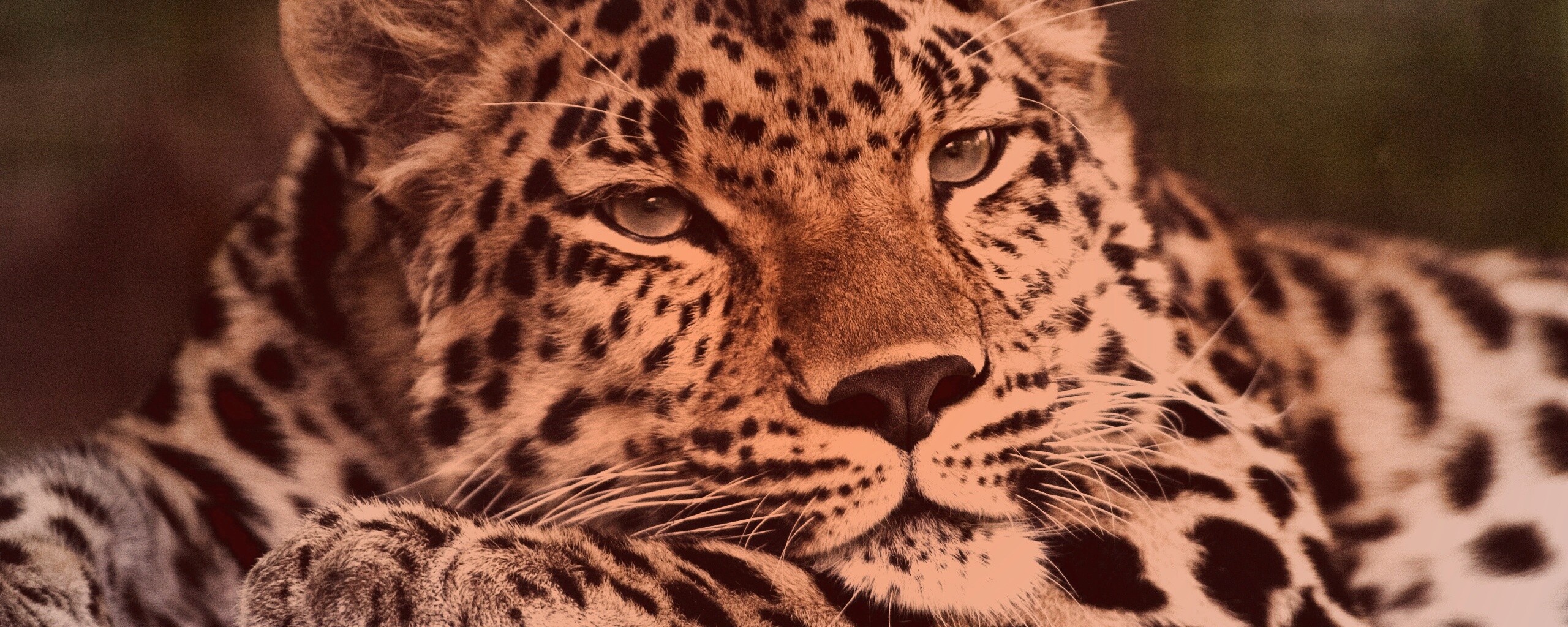 Злопасный ягуляр обои