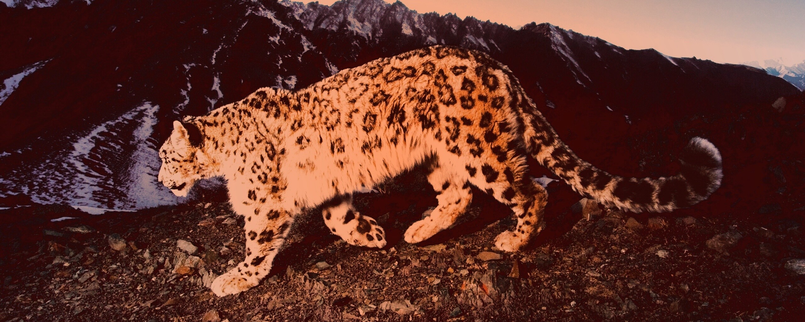 Леопард обои