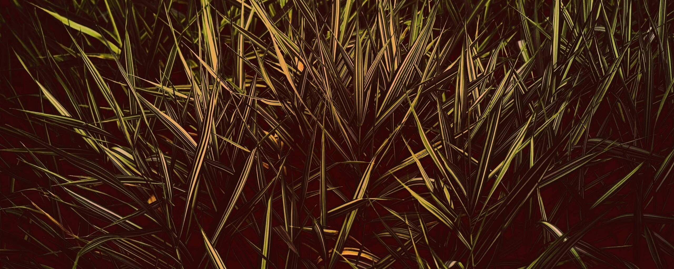 Дикая трава обои