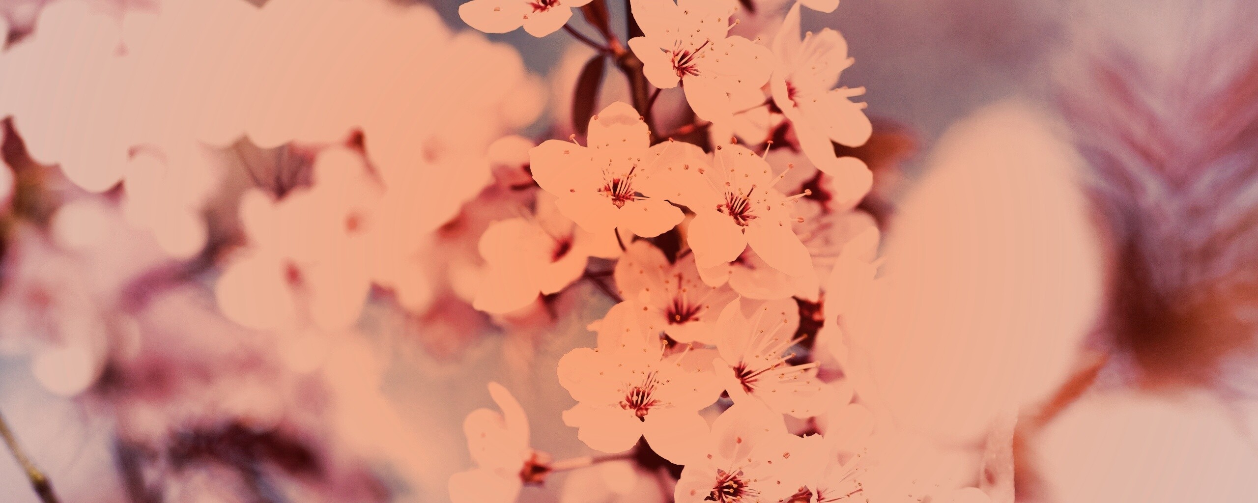 Цветение вишни обои