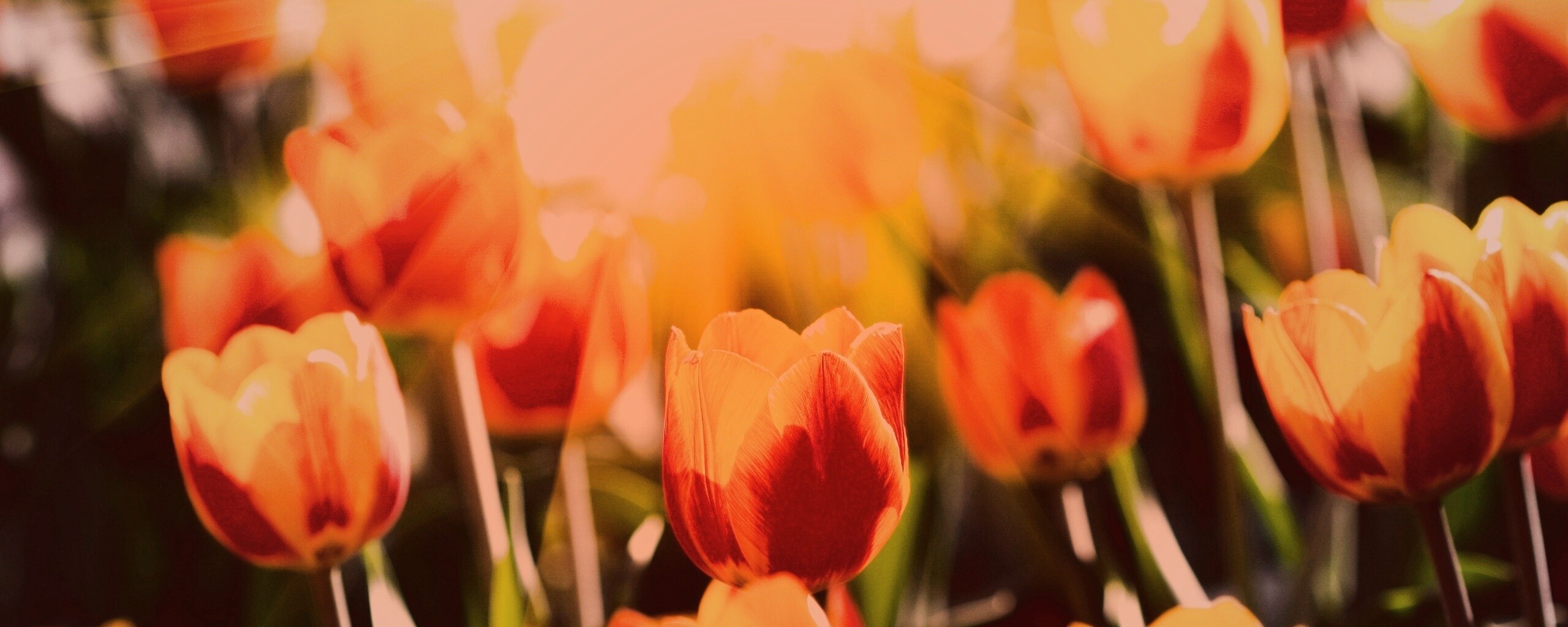 Солнечные тюльпаны обои