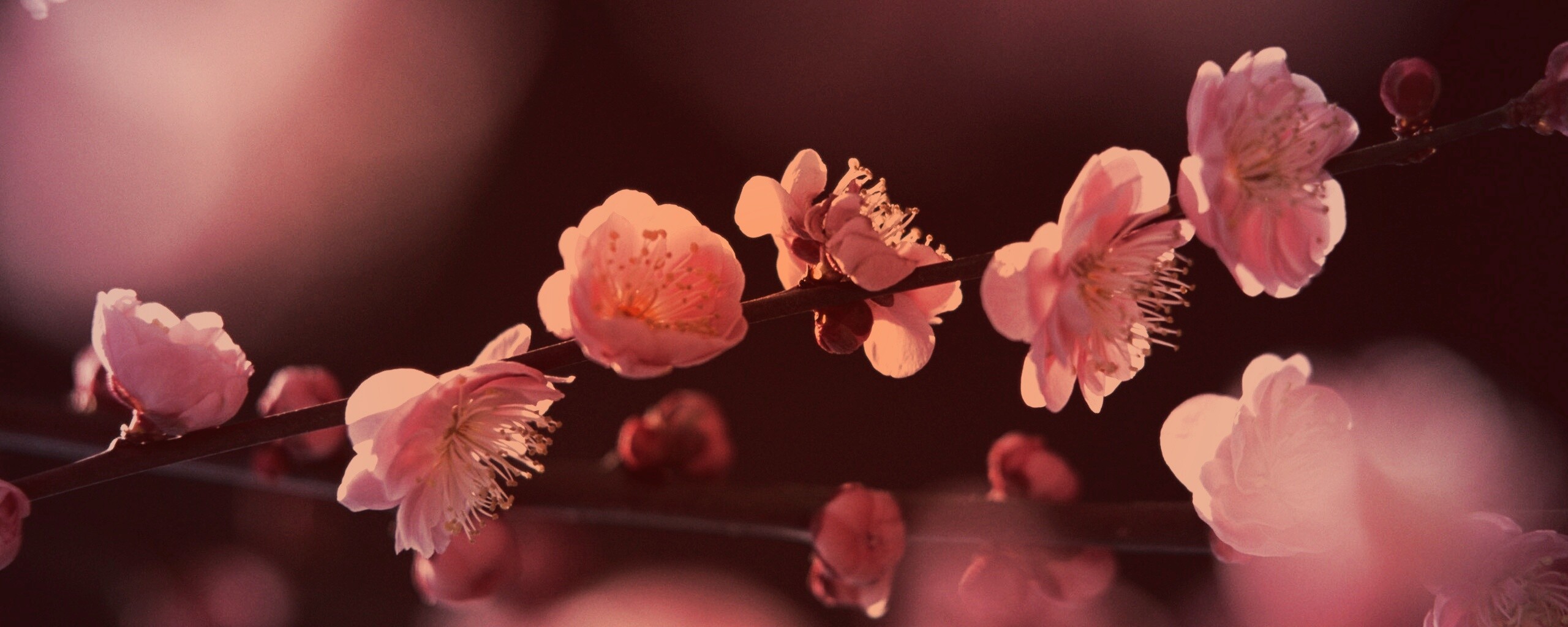 Цветущая вишня обои