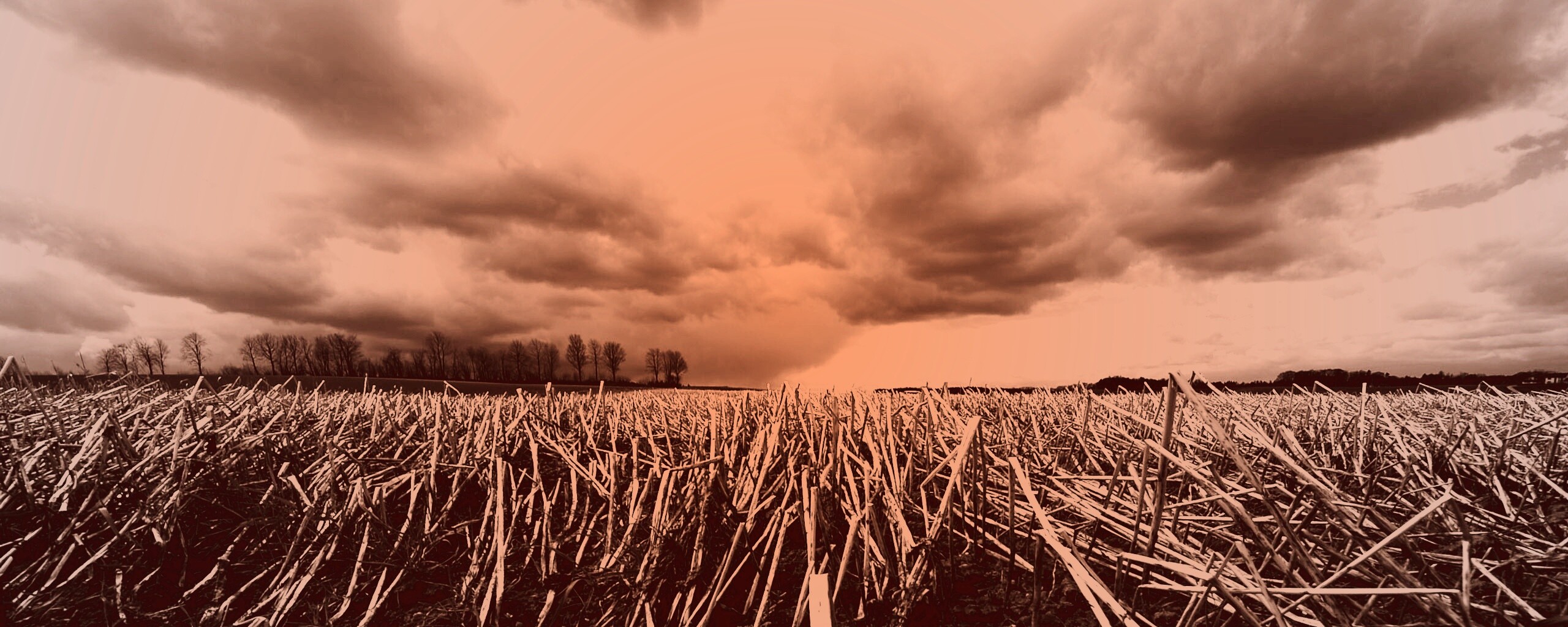 Убранное поле обои