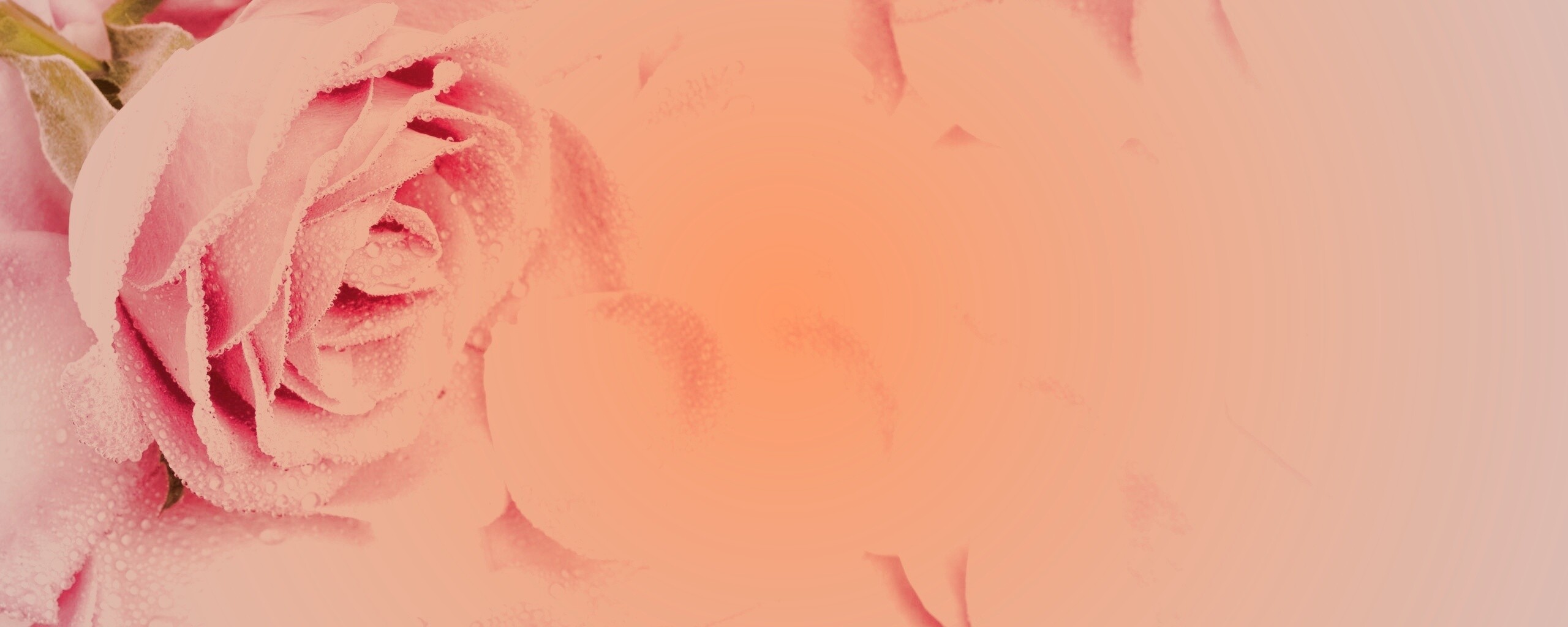 Розовые лепестки  обои