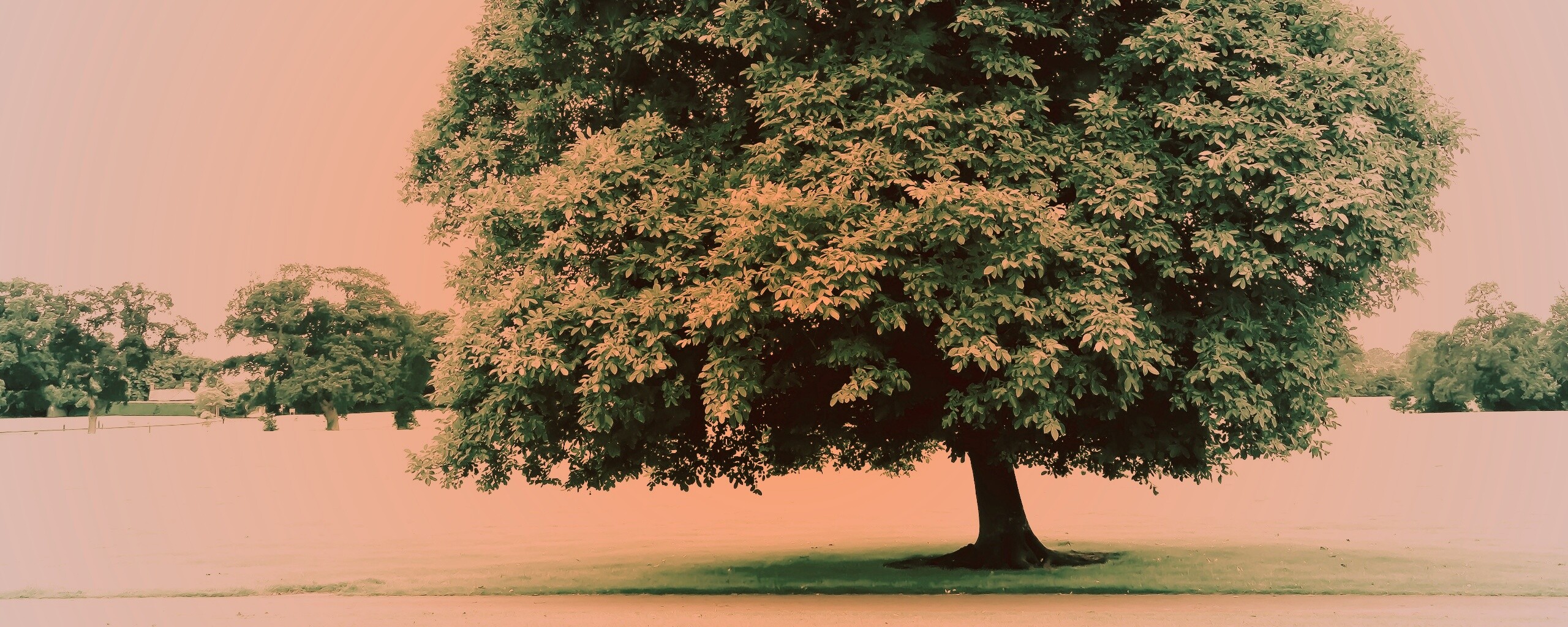 Зеленое ирландское дерево обои