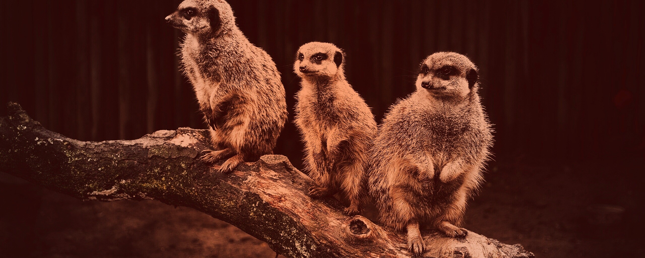 В дозоре обои