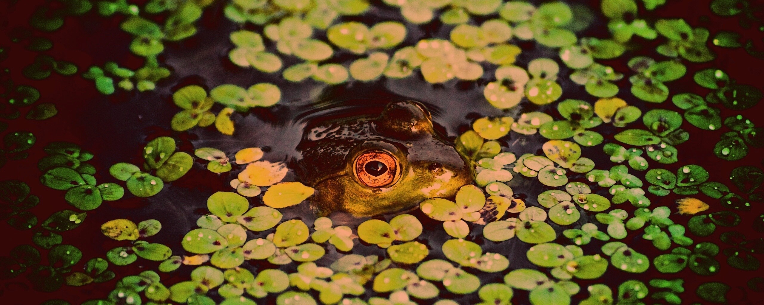 Маленькая лягушка обои