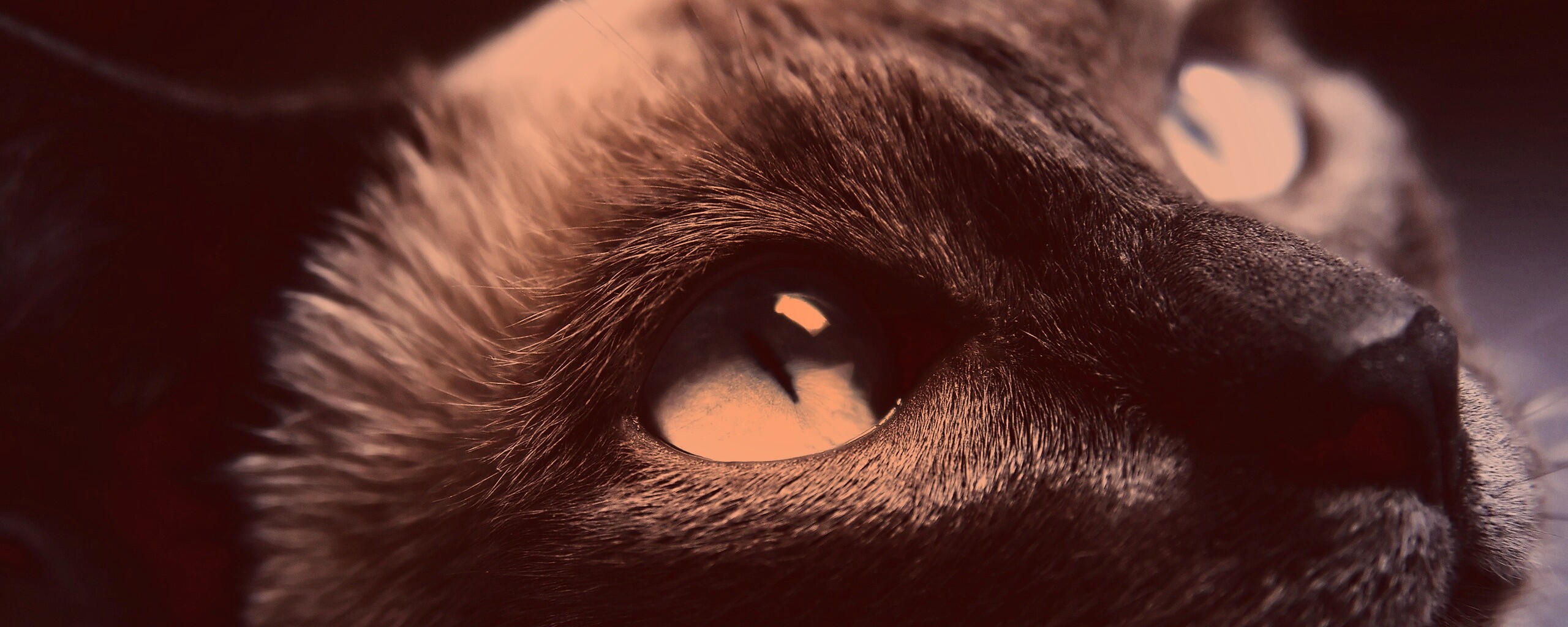 Кот с голубыми глазами обои