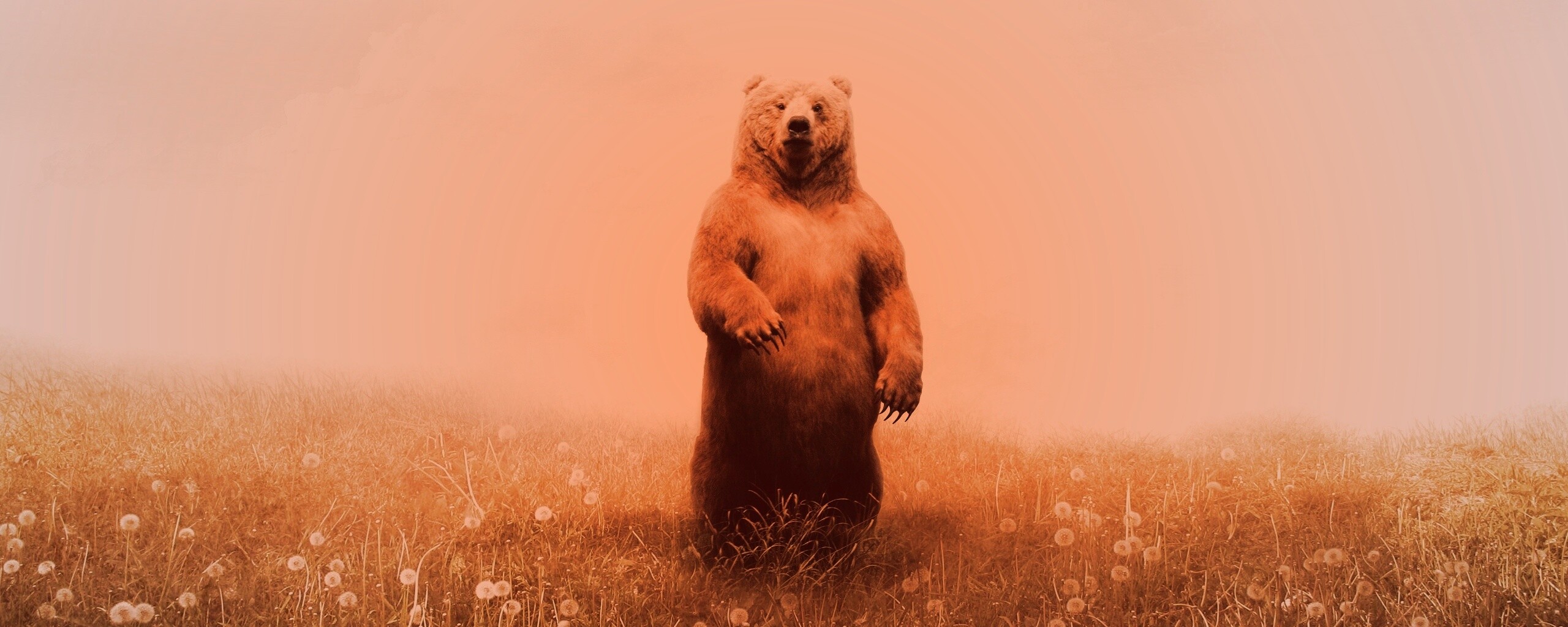 Медведь в одуванчиковом поле обои