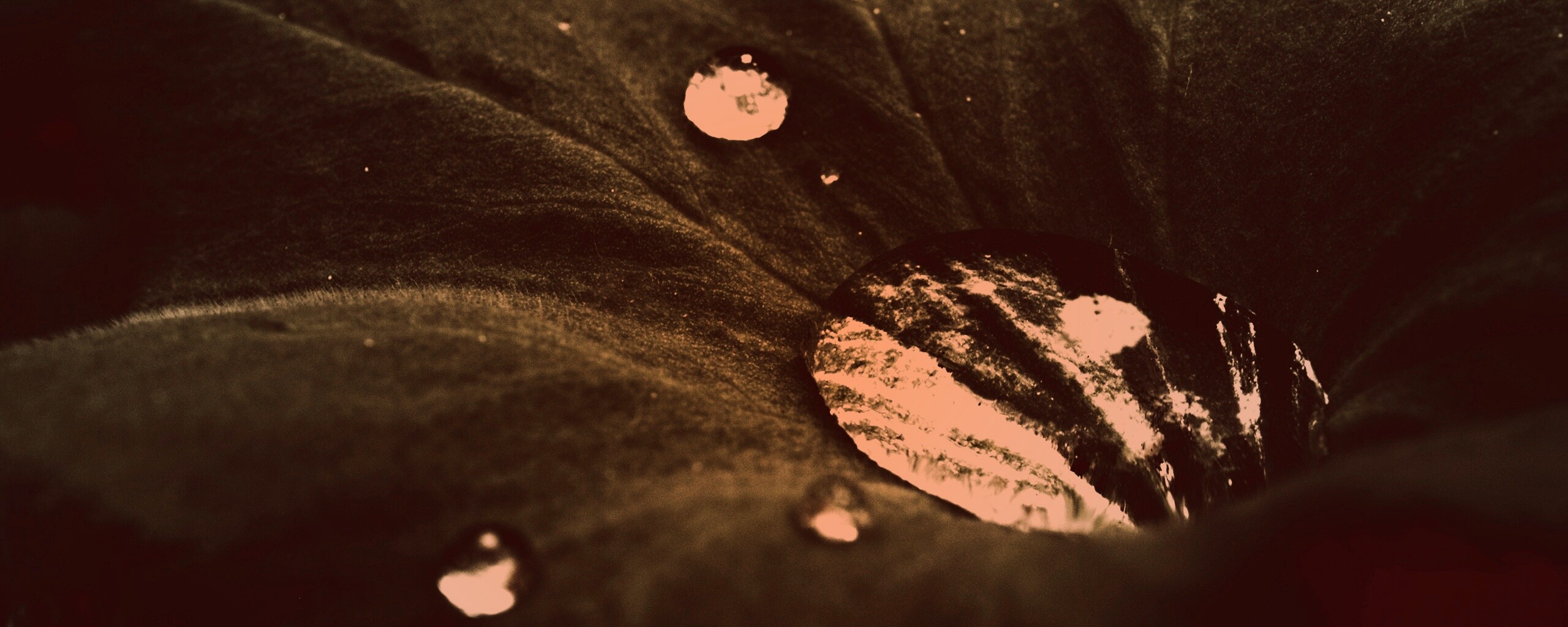 Капля в листе обои