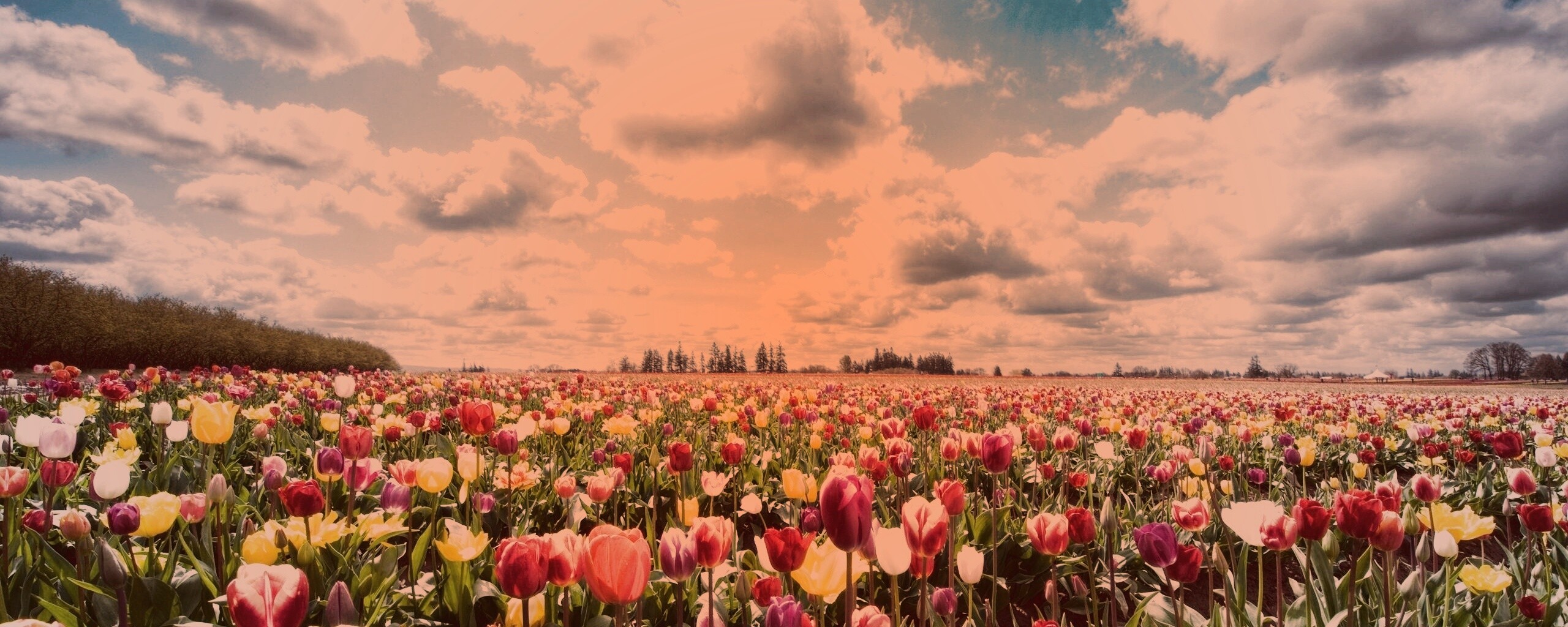 Поле тюльпанов обои