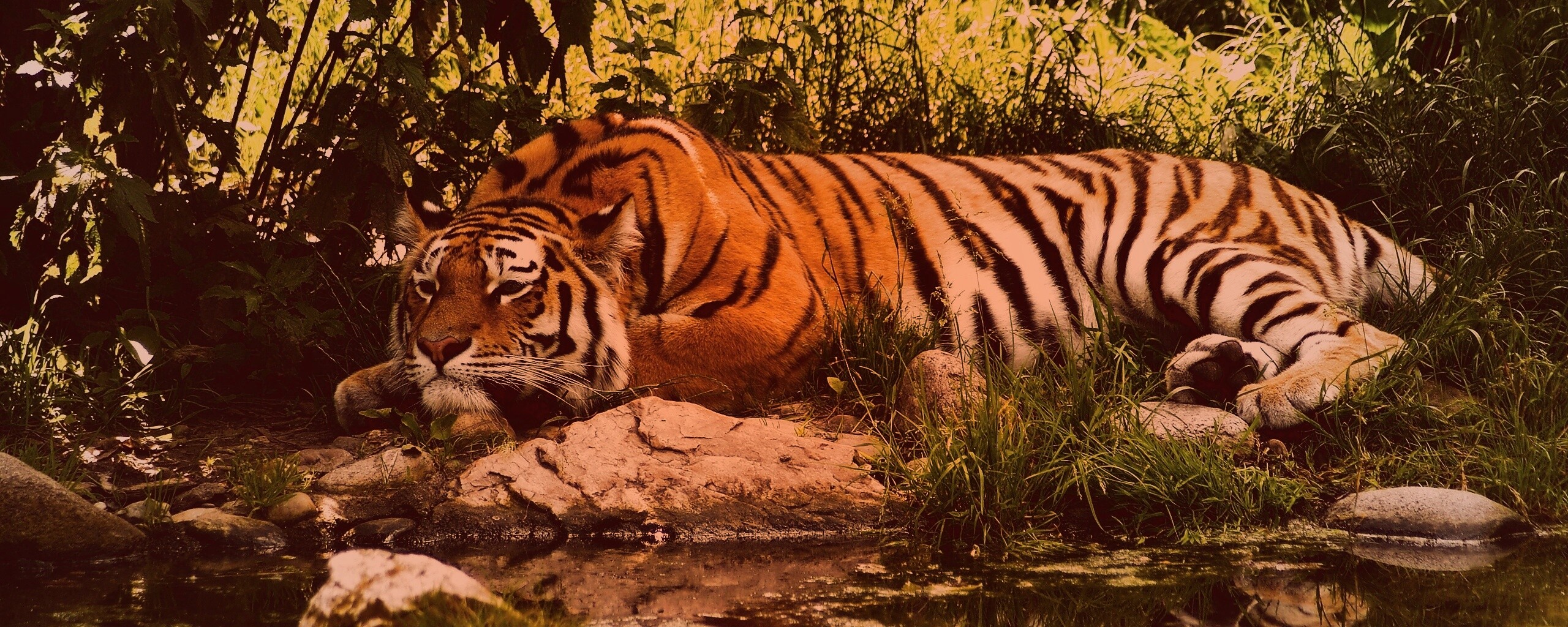 Тигр отдыхает обои